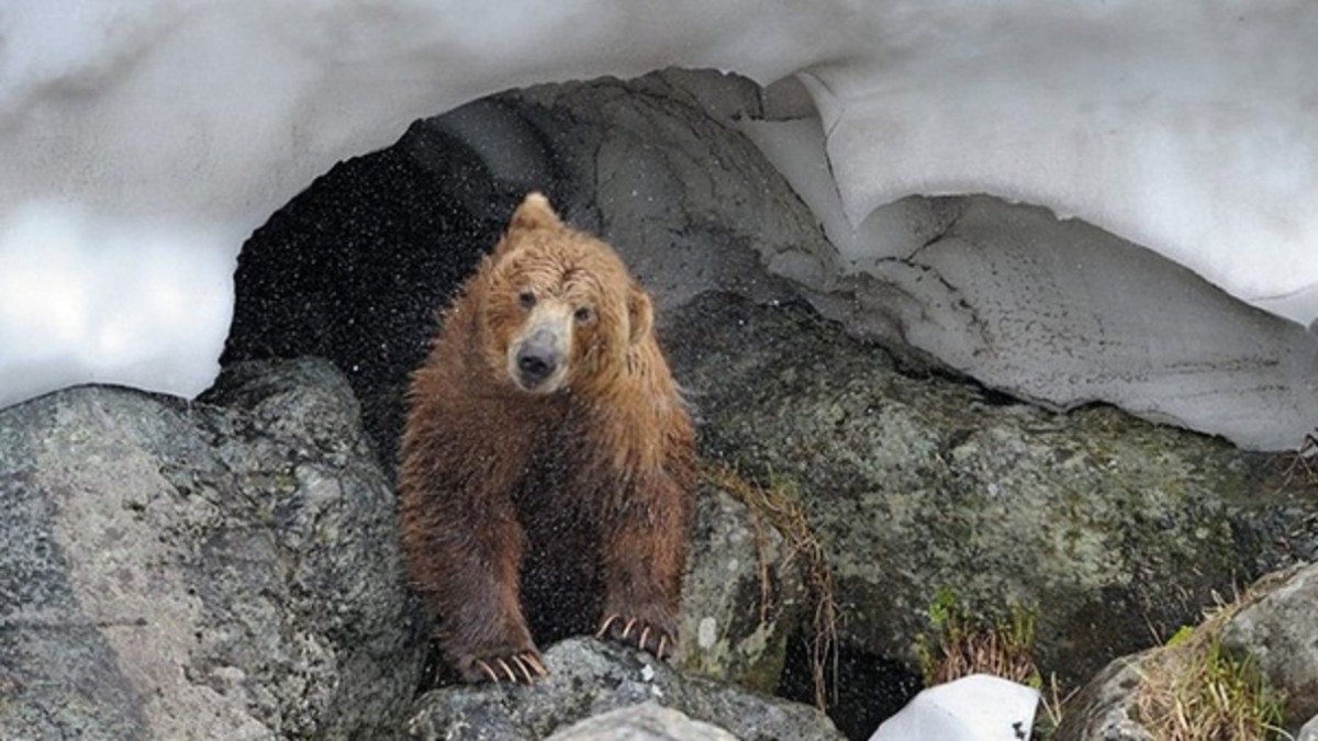 Зверь пробуждение. Бурый медведь в берлоге. Медведь проснулся. Медведь весной. Медведь просыпается весной.